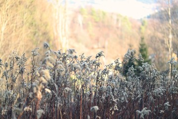 Obraz premium High Grass