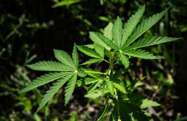 The cannabis plant on a blurred natural background. Selective focus.