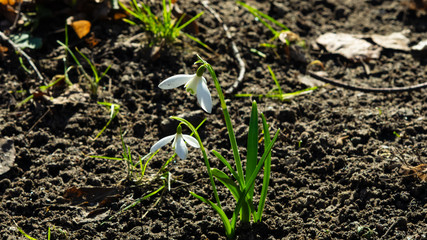 Blooming snowdrops, Galanthus nivalis, at flowerbed, early spring closeup with backlight, selective focus, shallow DOF