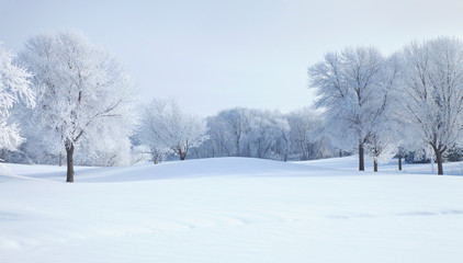 Trees in winter covered with hoar frost on a bright morning - Powered by Adobe