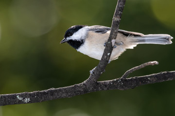 Carolina Chickadee Perched on a Slender Tree Branch