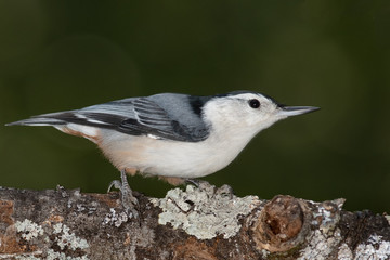 Fototapeta premium White-Breasted Nuthatch Perched on a Slender Tree Branch