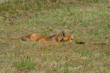 Red fox, Vulpes vulpes, in the meadow, wildife, Germany