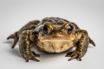 Sapo comun, bufo bufo, sobre fondo blanco