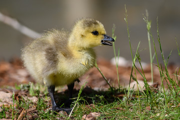 Newborn Goslings Learning to Complain, Argue, Scrabble and Squawk