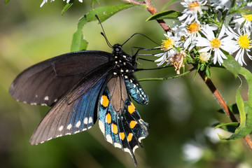 Spicebush Swallowtail Butterfly Sipping Nectar from the Accommodating Flower