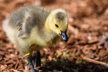 Newborn Gosling Learning to Search for Food