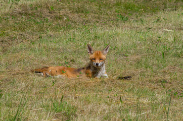 Naklejka na ściany i meble Red fox, Vulpes vulpes, in the meadow, wildife, Germany