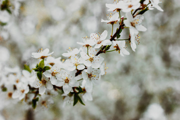 branch of a blossoming white apple tree, sunny day, close-up