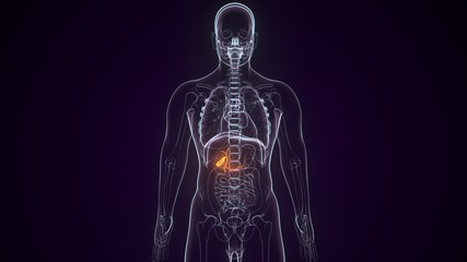 3d rendered medically accurate illustration of the gallbladder