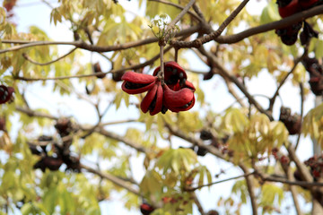 Sterculia Foetida Fruits on Tree