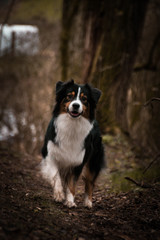 Portrait of Australian shepherd dog, who is standing in forest, mysterius atmosphere
