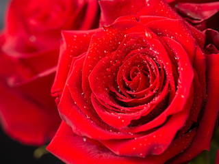 Drops of water glisten beautifully on the petals of a scarlet rose. Romantic floral background.
