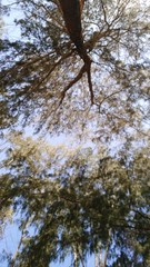 tree in spring