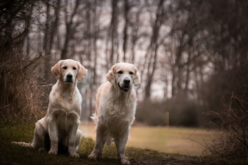 Labrador are standing in front of forest, mysterious atmosphere. Photo in nature outdoor museum.
