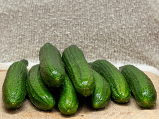 close-up of organic fresh cucumbers