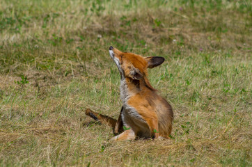 Red fox, Vulpes vulpes, in the meadow, wildife, Germany