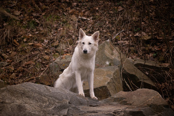 Obraz premium Autumn portrait of female swiss shepherd dog. She is so cute and happy outside.