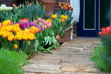 Fototapeta na wymiar Colorful vivid fresh tulips flowerscape garden yard lawn background, selective focus
