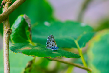 close up of insects butterfly 