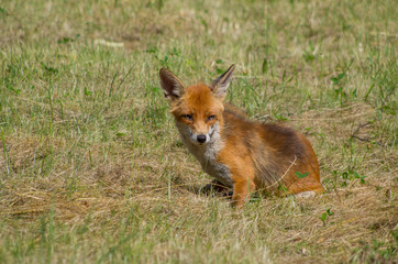 Red fox, Vulpes vulpes, in the meadow, wildife, Germany