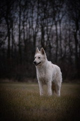 Obraz premium Portrait of white swiss shepherd dog, who is standing in front of forest. Photo in nature outdoor museum.