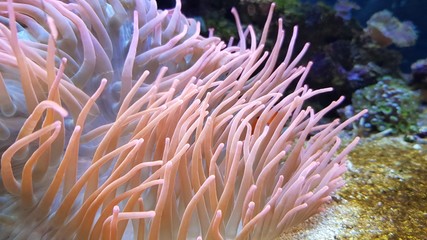 Fototapeta na wymiar Sea Anemone floating in water - Condylactis gigantea