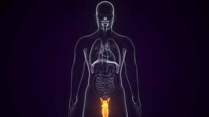 3D Illustration of Male Reproductive System Anatomy