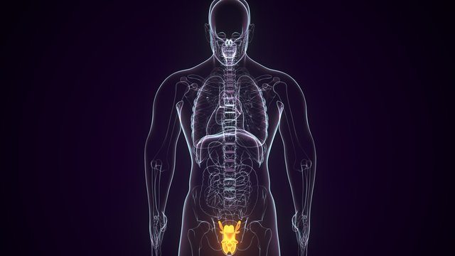3D Illustration of Male Reproductive System Anatomy