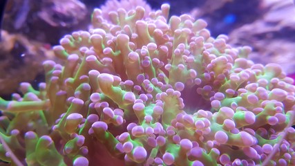 Naklejka na ściany i meble An Anemone on tropical coral reef
