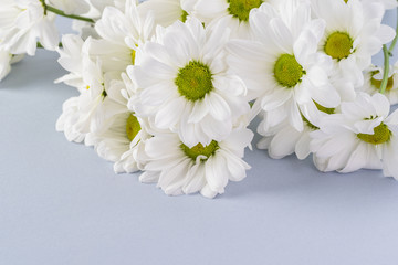 White chrysanthemums for holidays.