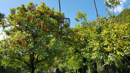 Fototapeta na wymiar Orange tree with ripe fruits in sunlight. Horizontal shot