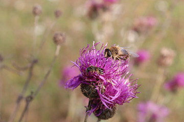 bee on flower