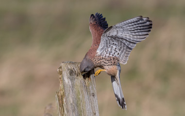Kestrel Landing on Wooden Post