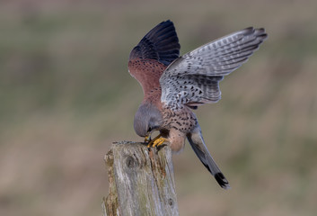 Kestrel Landing