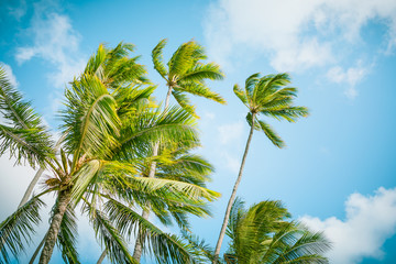 Fototapeta premium Branches of coconut palms under blue sky.