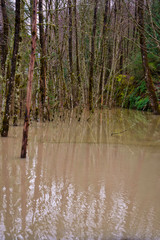2020-01-29 FLOODED PARK IN SNOQUALMIE WASHINGTON.