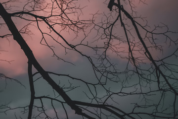 silhouette of a bouhs