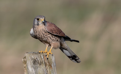 Kestrel Perched on Post