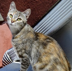 Gato bonito observando iluminado