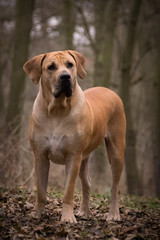 Portrait of boerboel dog, who is standing in forest, mysterius atmosphere, she is looking like forest monster who is hungry :)
