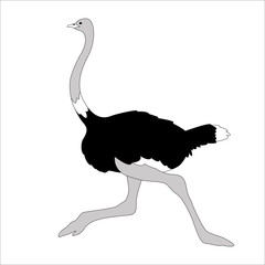 ostrich  bird, vector illustration, flat style ,