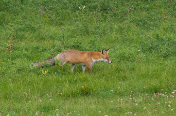 Red fox, Vulpes vulpes, in the meadow, wildife, Germany