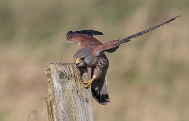 Kestrel Landing on Wooden Post