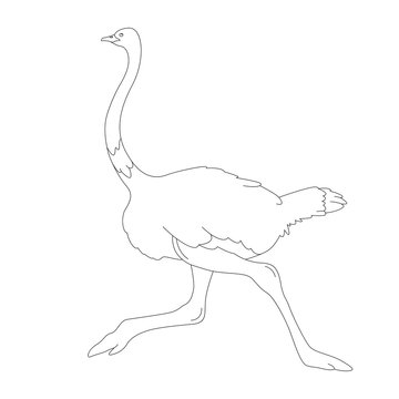 ostrich  bird, vector illustration,  lining draw