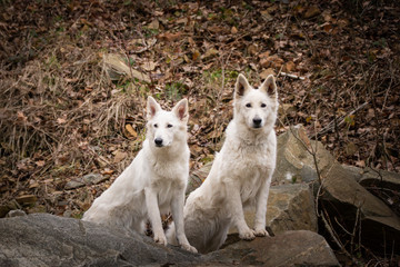 Autumn portrait of two females of swiss shepherd dogs in nature. They are so cute and happy outside.