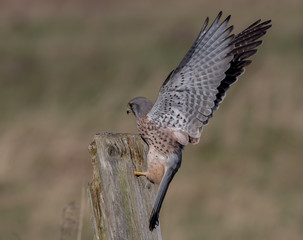 Kestrel Perched on Post