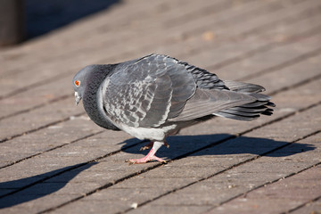 pigeon or dove bird, closeup