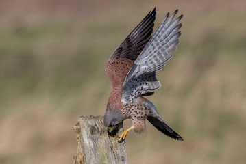 Kestrel Landing on Wooden Post