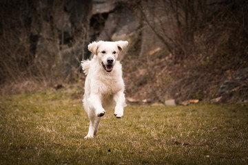 Jung female of labrador retriever is running with ball to us. She is so active dog, she loves ball and plying outside.